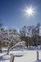 Trees and Sun in Snow