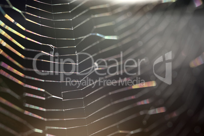 Closeup of a spider web