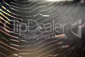 Closeup of a spider web