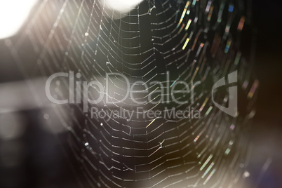 Closeup of a spider web