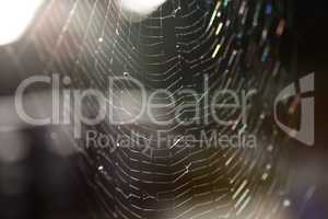 Closeup of a spider web