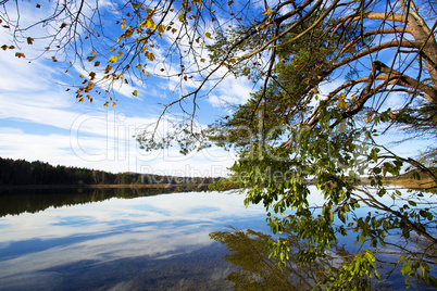 Sunny autumnal forest