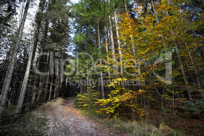 Sunny autumnal forest vs. ill and acidic forest