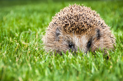 Hedgehog in green grass