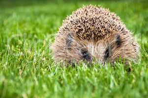 Hedgehog in green grass