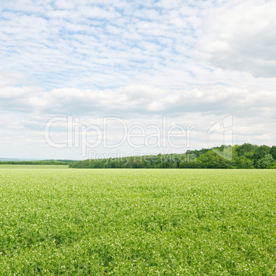 green field and blue sky with light clouds