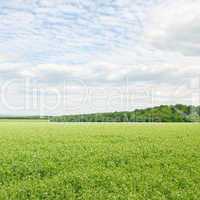 green field and blue sky with light clouds