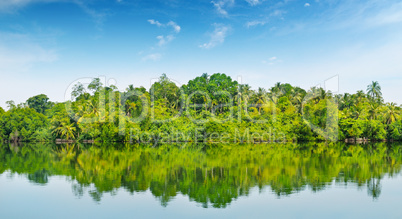 mangroves on the bank of the river