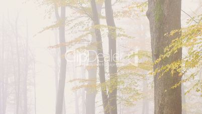 nebel im wald