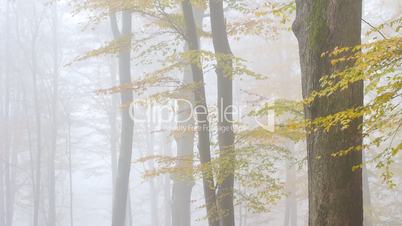 nebel im wald