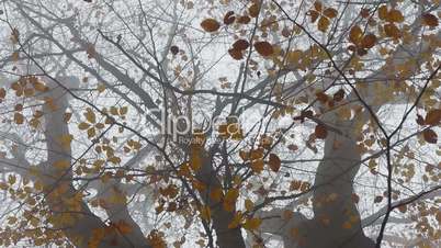 wald mit nebel