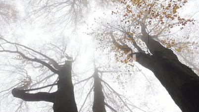 wald mit nebel