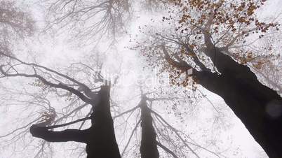 wald mit nebel