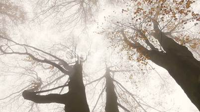 wald mit nebel