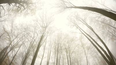 wald mit nebel