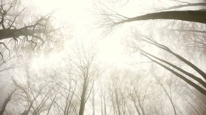 wald mit nebel