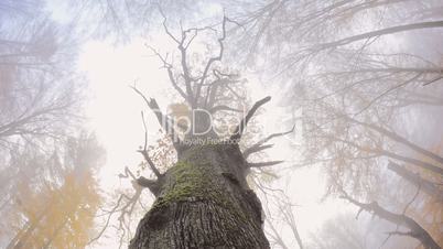 wald mit nebel