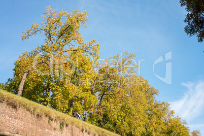 Walls and trees in Lucca, Italy