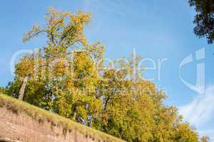 Walls and trees in Lucca, Italy