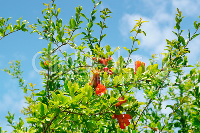 pomegranate tree with flowers and unripe fruit