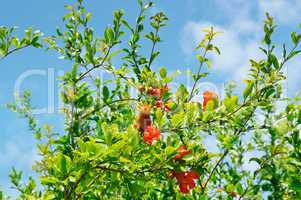 pomegranate tree with flowers and unripe fruit