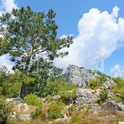 Pine on a mountainside and blue sky