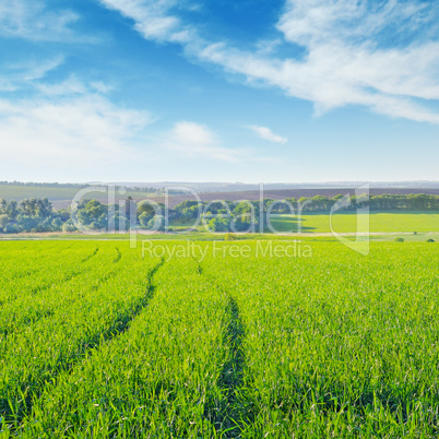 field and blue  sky