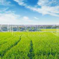 field and blue  sky