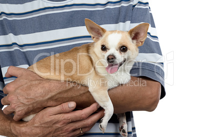 Photo of the small dog sitting on man's hands