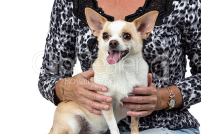 Photo of the small dog sitting on woman's lap