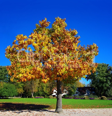 Herbstfarben goldener Baum