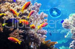 Unterwasserwelt im Korallenriff