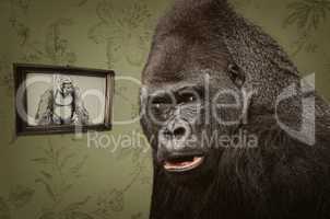 Gorilla im Wohnzimmer