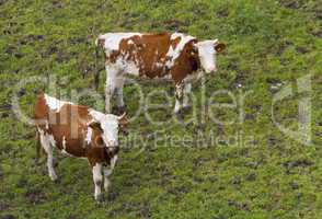 Red holstein cows