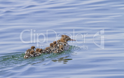 Female goosander, mergus merganser, and babies