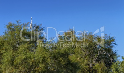 Grey heron, ardea cinerea, upon tree