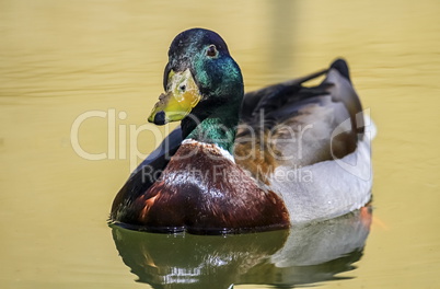 Male mallard duck floating on the water