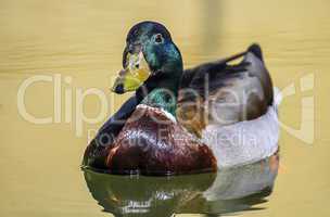Male mallard duck floating on the water