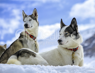 Husky dogs resting