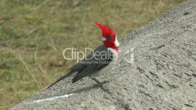 red crested cardinal (Paroaria coronata)  close  up