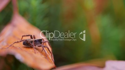 spinne im wald