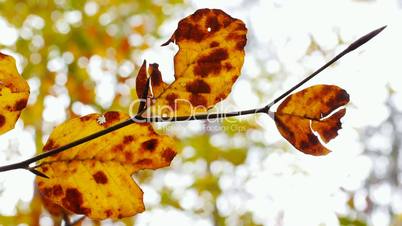 Buchenblaetter im Herbst