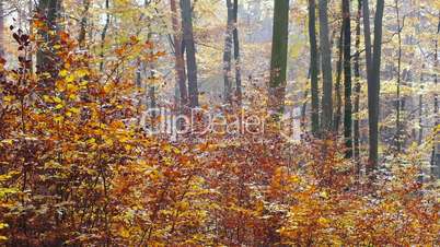 buchenwald im herbst