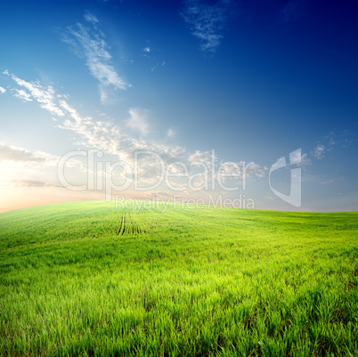 Green grass on field