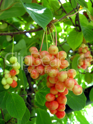 branch of red ripe schizandra