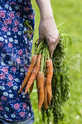 Hand mit geernteten Möhren, Womans hand with harvested carrots