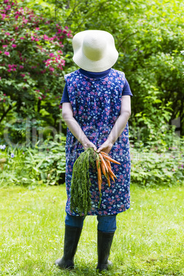 Frau mit geernteten Möhren, Woman harvesting carrots