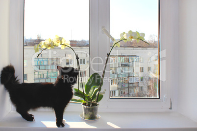 Black cat walking near the orchid on the window-sill