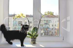 Black cat walking near the orchid on the window-sill