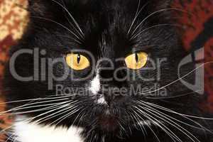 muzzle of black cat